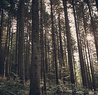 Green Forest
