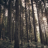 Green Forest
