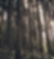 Green Forest