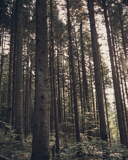 Green Forest