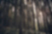 Grüner Wald