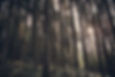 Grüner Wald