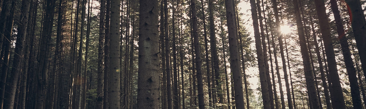 Green Forest