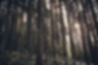 Grüner Wald