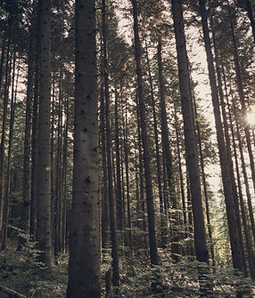 Green Forest