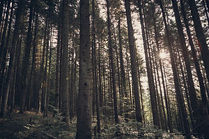 Bosque verde