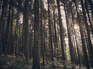 The Wild Within: Exploring 'Umvelt' and Embracing Our Dog's Wild Heart