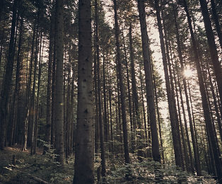 ESG Environment 環境保護