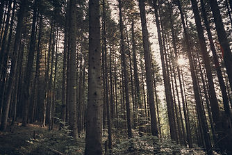 Green Forest