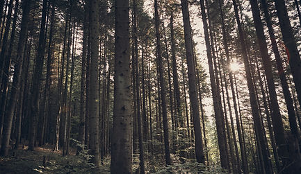 Green Forest