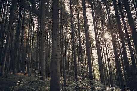 Green Forest
