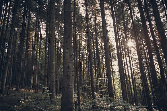 Green Forest