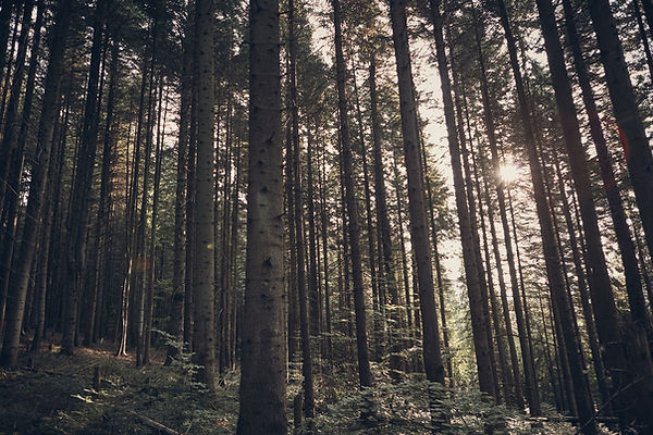Green Forest