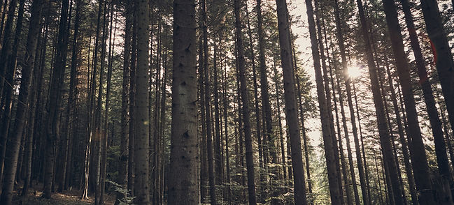 Sunlit Forest View