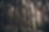 Green Forest