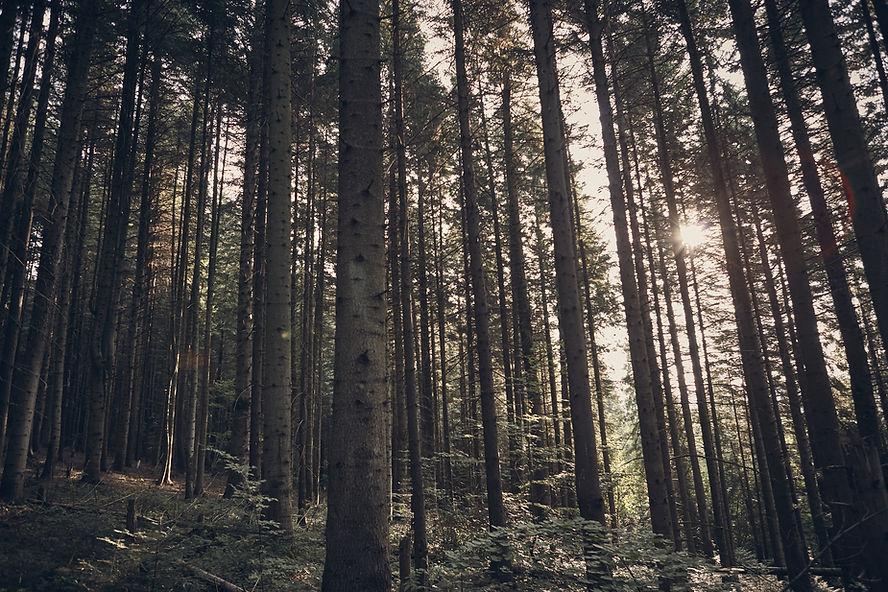 Green Forest