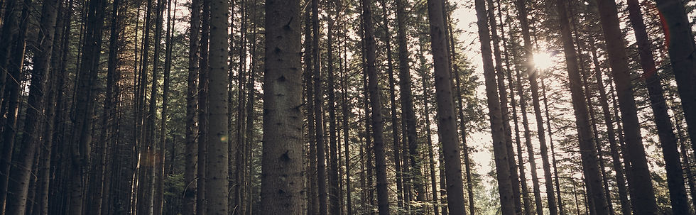 Green Forest
