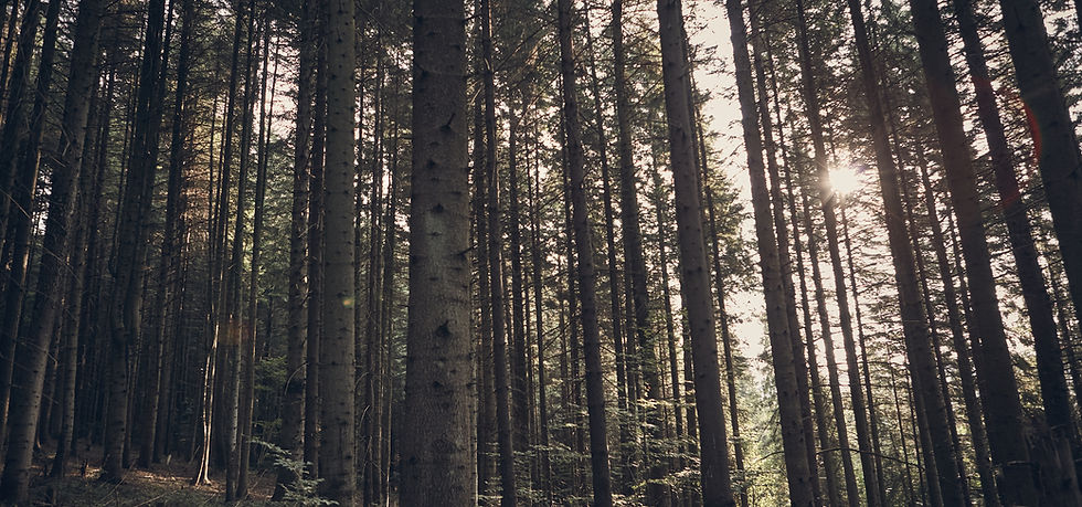 Green Forest