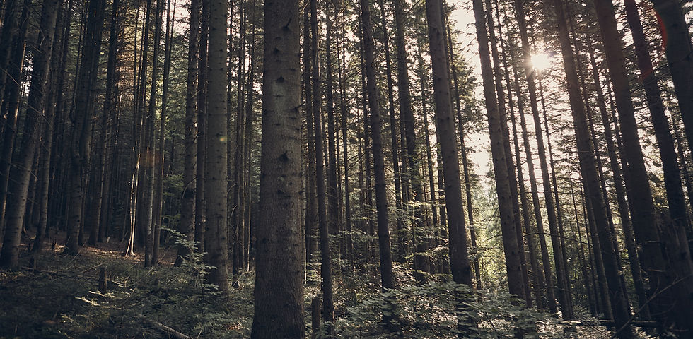 Green Forest