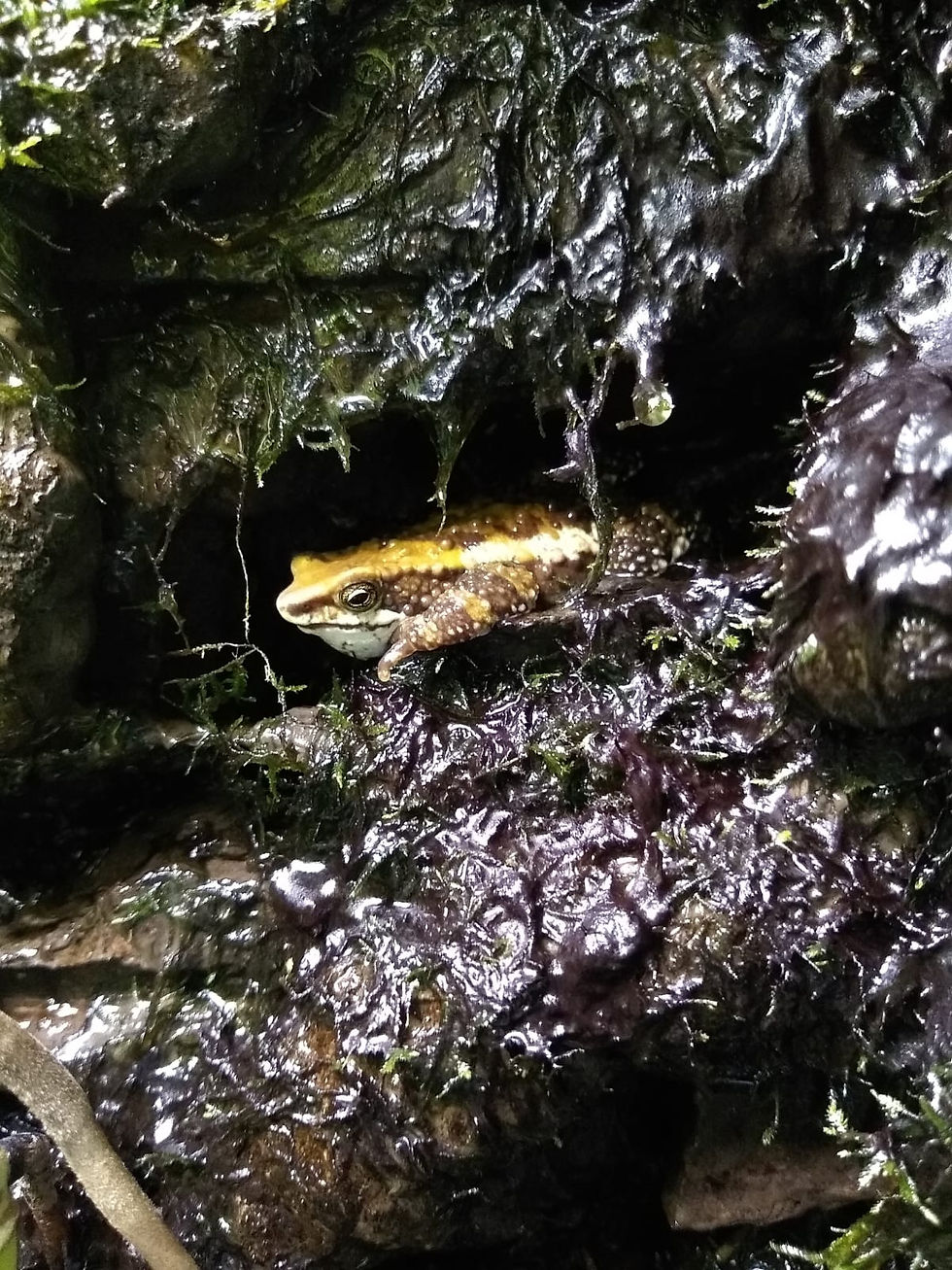 Atelopus laetissimus 3