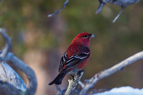 Pine grosbeak2 1.JPG