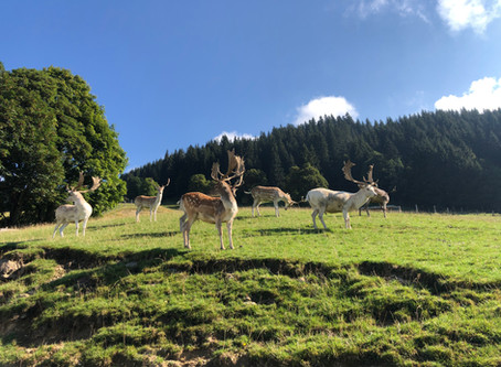 Στο πάρκο Άγριας Ζωής του Aurach, Kitzbühel