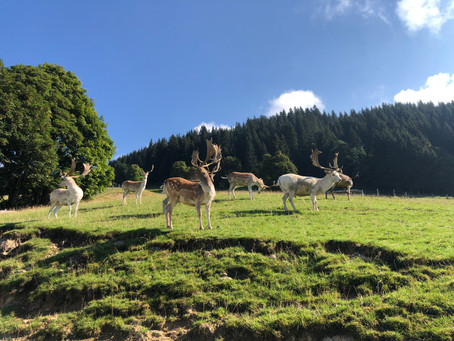 Στο πάρκο Άγριας Ζωής του Aurach, Kitzbühel
