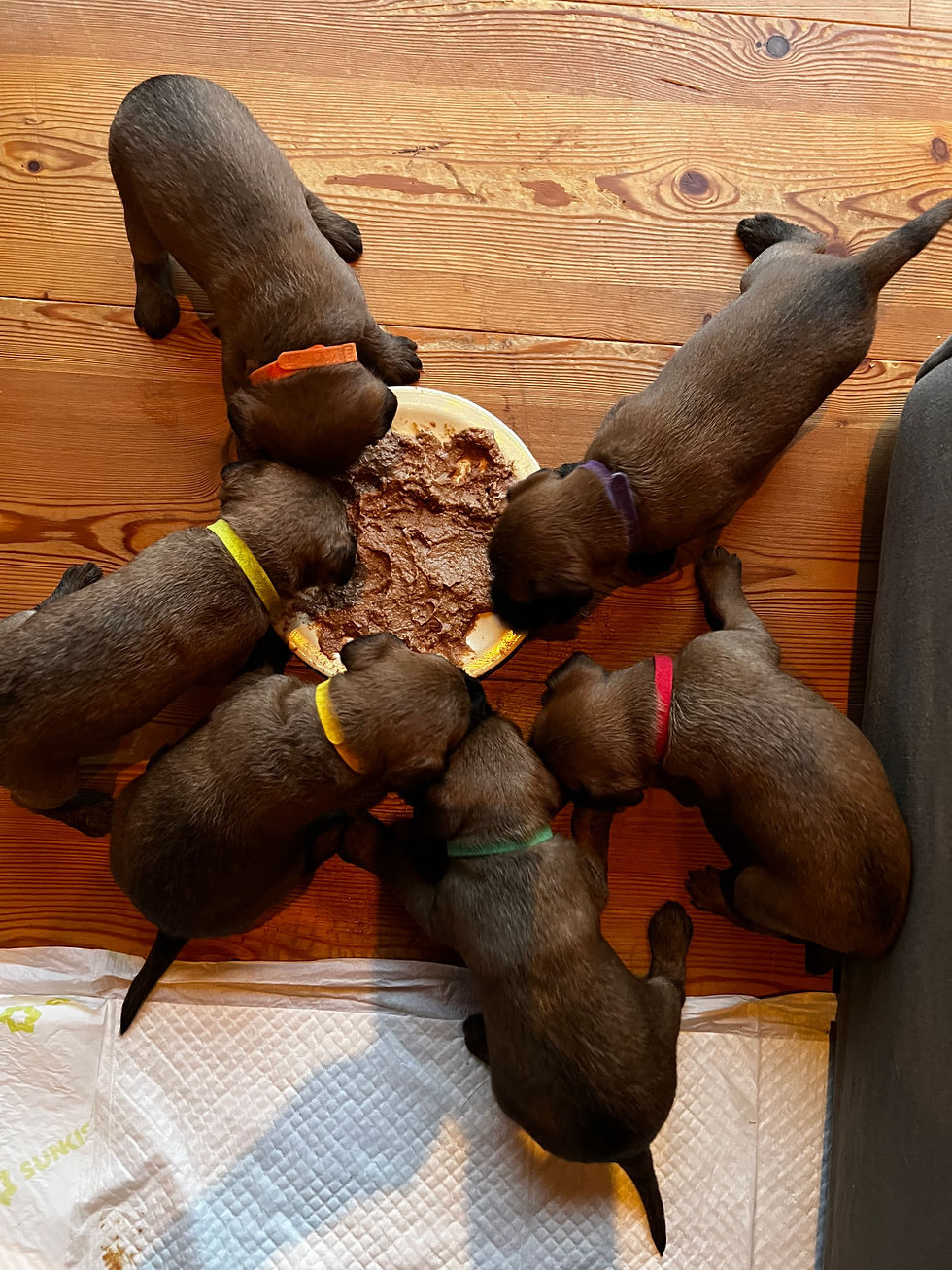 Die erste feste Mahlzeit