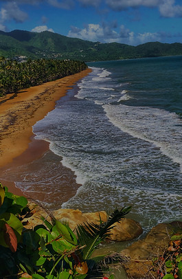green trees on brown sand beach during daytime_edited.jpg