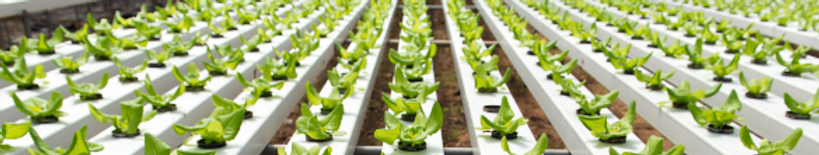 hydroponics-business.png
