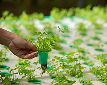 hydroponics-system-planting-vegetables-h