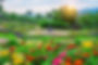 Vibrant flower garden with colorful zinnias and sun setting over mountains.