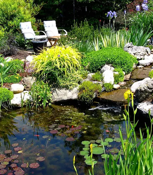 Backyard-pond.webp