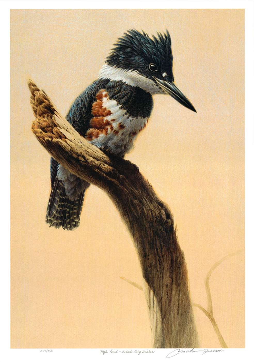 High Point, Belted King Fisher