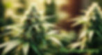 How Premium Vape Carts Deliver Rich Flavor Without Added Sugar or Chemicals