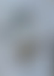 Casal de coleiros papa capim