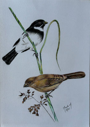 Casal de coleiros papa capim