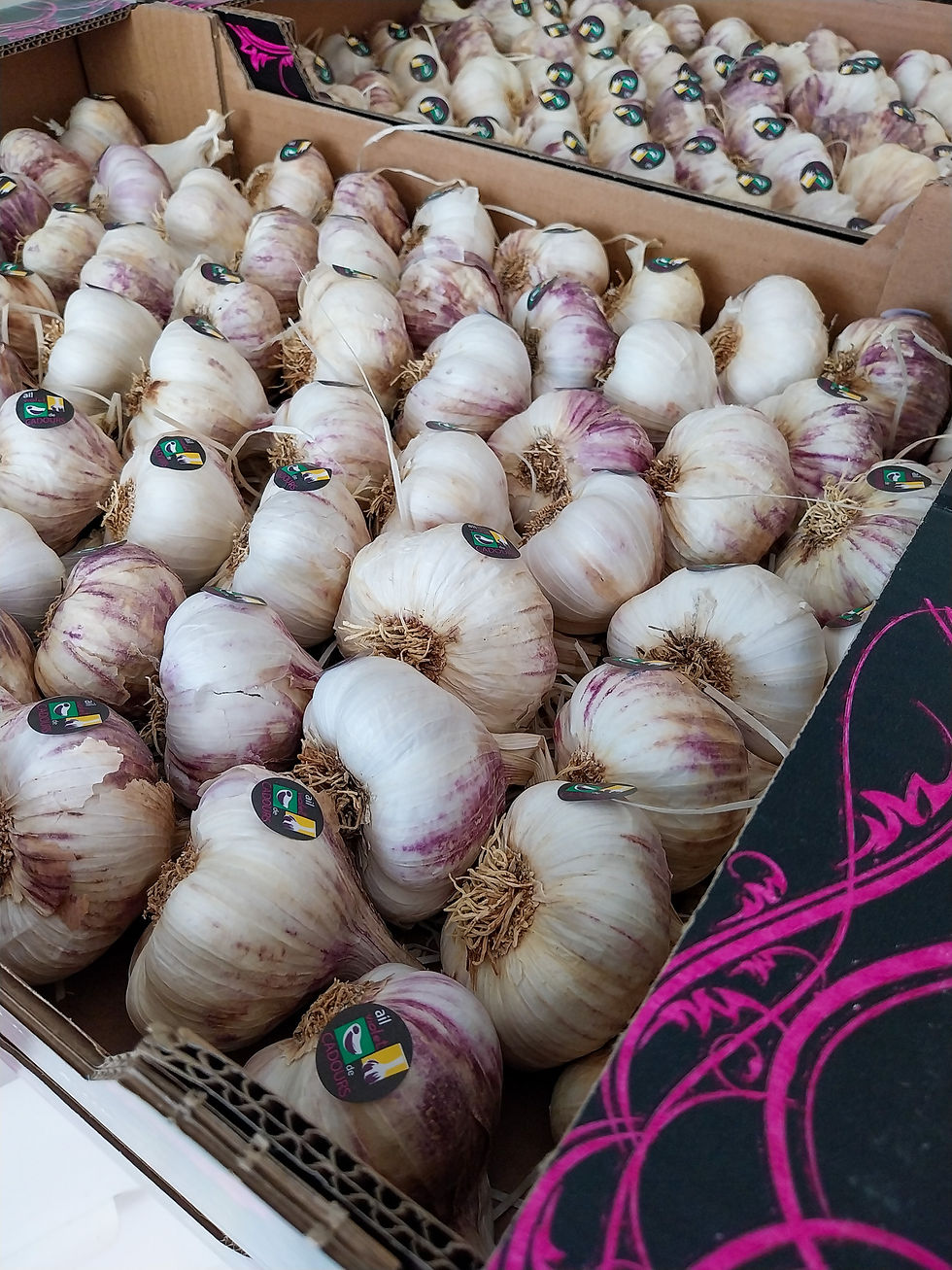 Tête ail élaboration