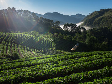 O Fim do Legado Rural