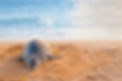 iStock-463697683.jpg
