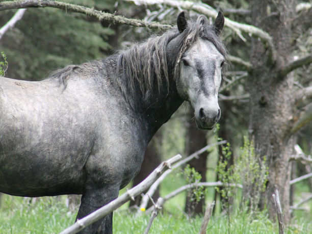Between Protection And Management: Alberta’s Wild Horse Debate Continues