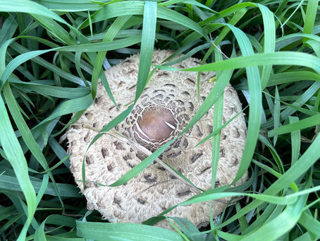 National Geographic Adds Funga To Definition Of Wildlife