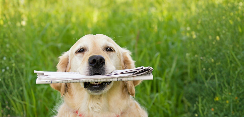 dog newspaper_edited.jpg