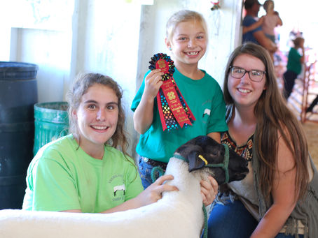 Vermilion 4-H Sheep Show