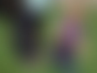 Alberta Donkey And Mule Days