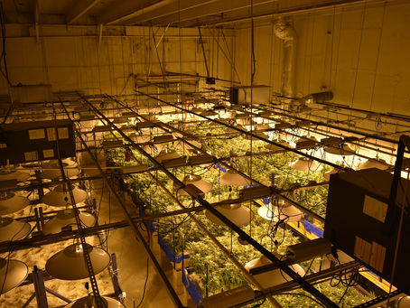 Public Hearing - Micro Cannabis Production