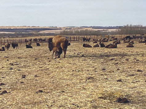 Lakeland College Welcomes New Bison Calf