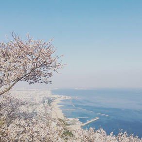 春に行きたい!神戸の桜5選
