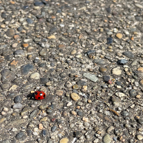 東庄町~利根川河口堰のまち~