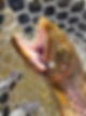 1000014646.jpg